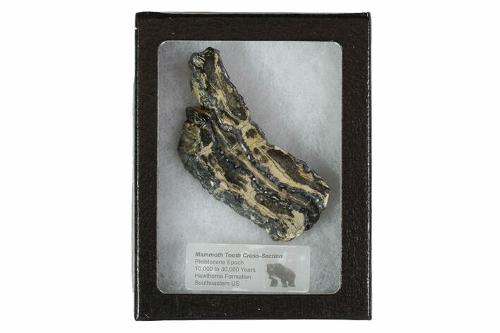 Mammoth Molar Slice With Case - South Carolina #95272